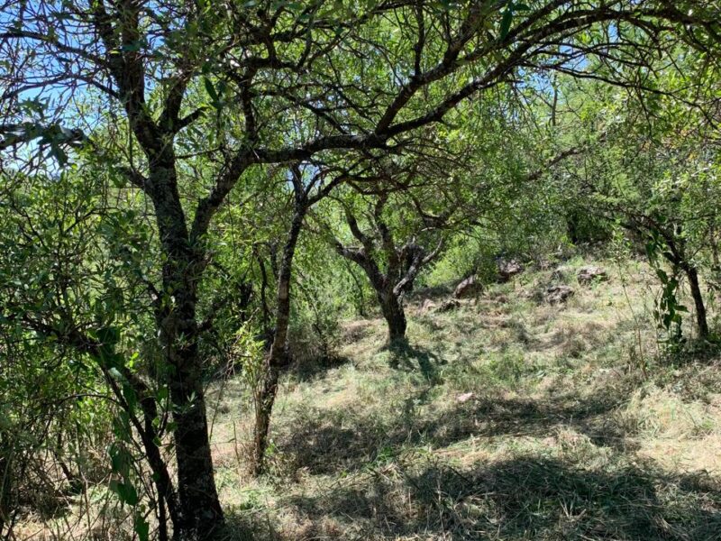 LOTE EN CUESTA BLANCA A METROS DE LAS CINCO ESQUINAS.